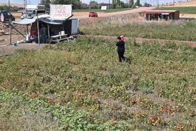 Yozgatlı çiftçiden inanılmaz yöntem: Paraya para demiyor!