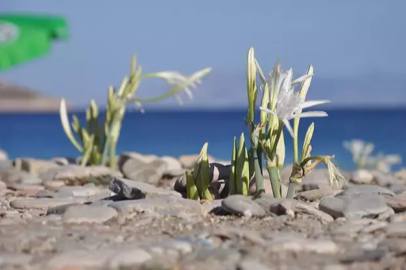 Sahilde açan gizemli çiçek başınızı yakabilir!