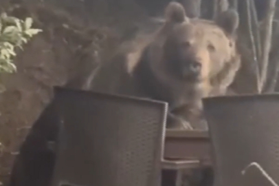 Ankara’da şaşırtan anlar: Lokantaya giren ayı masaya oturup servis bekledi!