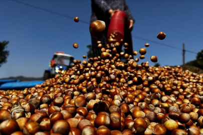 Fındık fiyatlarındaki yükseliş üreticiyi heyecanlandırıyor!