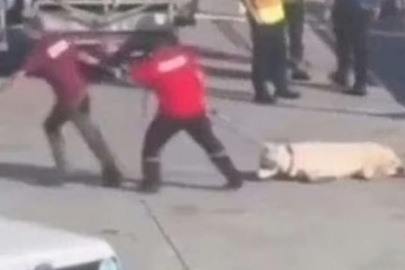 İstanbul Havalimanı’nda köpek skandalı: Fazla doz iğne iddiası!