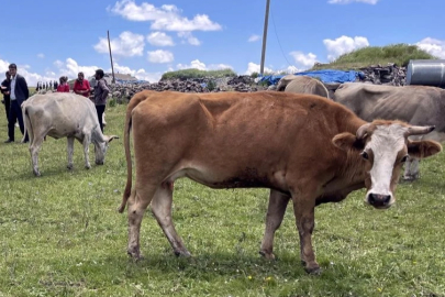 Şap sonrası açılan hayvan borsasında satış olmadı