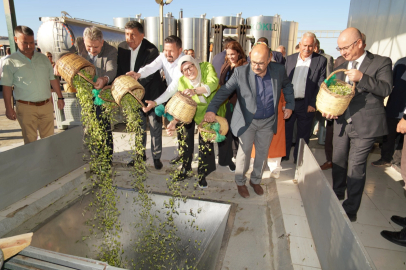 Ayvalık'ta yılın ilk zeytin hasadı yapıldı