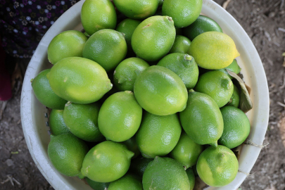 Limon fiyatlarında rekor artış tüketiciyi vurdu