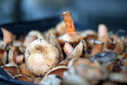 Sonbaharın gizli tehlikesi: Kastamonu Valiliği’nden vatandaşlara kritik uyarı