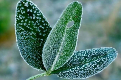 İç Anadolu'nun doğusu için zirai don uyarısı