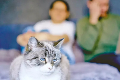 Boşandı, kedilere nafaka ödemeyi kabul etti!