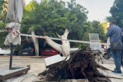 Antalya’da ağaç devrildi: 5 araç hasar gördü