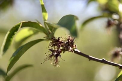 Zirai dondan etkilenen üreticilere 1,7 milyar liralık yeni destek