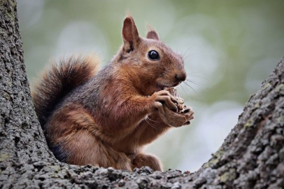 Samsun’da sonbahara sincaplar renk katıyor