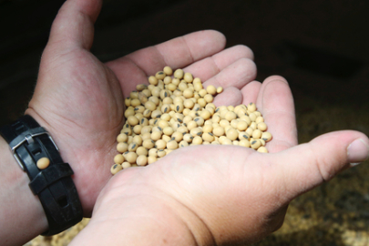 Çin, ABD'li soya üreticilerini bekletti