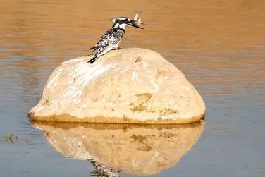 Adıyaman’da Alaca Yalıçapkını ilk kez görüntülendi
