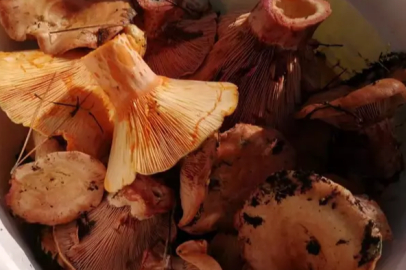 Mantar zehirlenmelerine dikkat