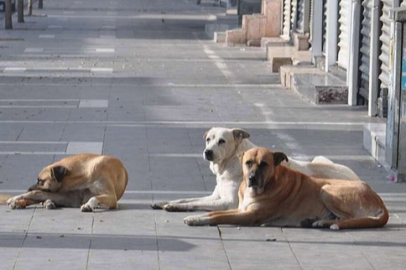 İstanbul’da sokak köpeklerine kontrolsüz besleme yasaklandı!