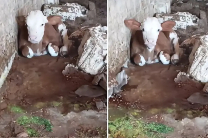 “Çirkin” diye damgalandı: Buzağıyı annesi de, insanlar da istemedi