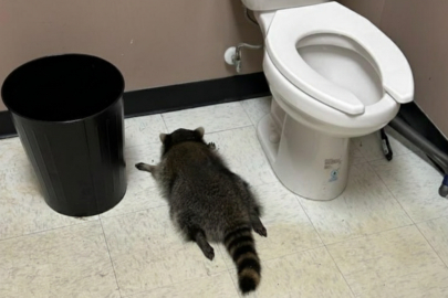 Viski şişelerinin arasına daldı: Tavandan düşen sarhoş rakun sızıp kaldı!