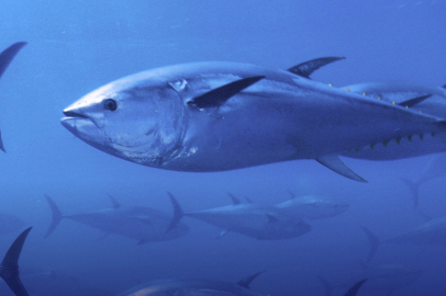 Mavi yüzgeçli orkinos kotası yüzde 20 arttı!