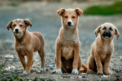 İstanbul Barosu’ndan Valiliğe ‘besleme yasağı’ davası: Bu bir yetki gaspıdır!