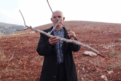 Adıyaman’da vicdan sızlatan görüntü: 10 bin meyve ağacı kırılarak katledildi!