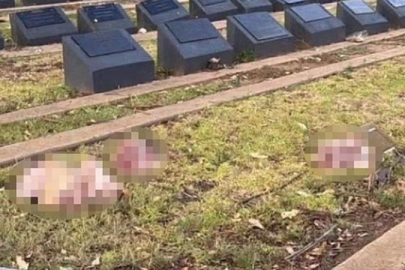 “Nefret mezarlığa taştı”: Sydney’de Müslüman mezarlığına domuz kafaları bırakıldı