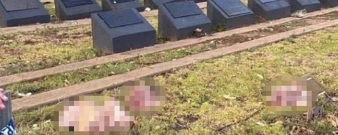 “Nefret mezarlığa taştı”: Sydney’de Müslüman mezarlığına domuz kafaları bırakıldı