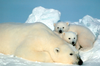 Kanada’da olağanüstü vaka: Dişi kutup ayısı kendi yavrusu olmayan ayıyı sahiplendi