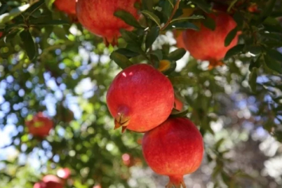 Bugün Türklerin Nardugan Bayramı!