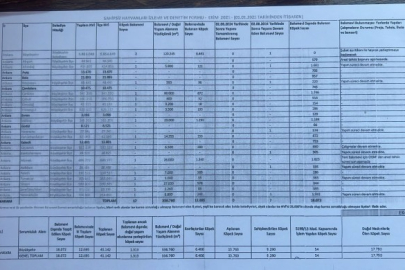 Ankara’daki barınaklarda 10 ayda 17 bin köpek öldü
