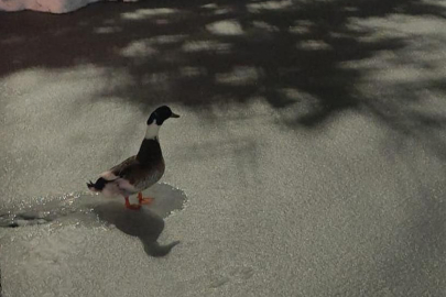 Samsun’da ördekler donan gölü yürüyerek geçti
