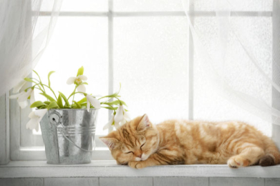 Evinizi çiçeklerle süslemeden önce bir daha düşünün!