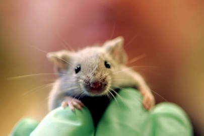 Bilimde umut veren kırılma: Pankreas tümöründe gerileme sağlandı