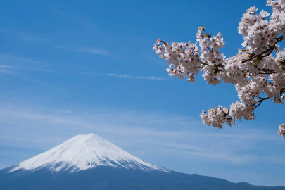 Sessiz yaşam alarm veriyor: Fuji’de sakura festivali turist krizi nedeniyle iptal