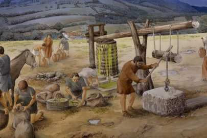 Zeytinin kökeni yeniden yazılıyor: İtalya’da kullanım tarihi 6.000 yılı aşıyor