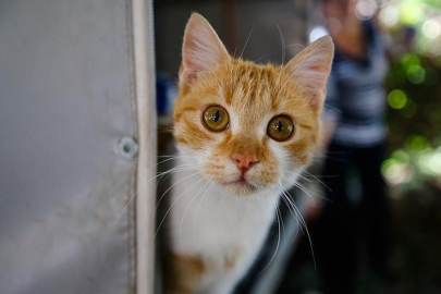 Kanser tedavisindeki umut ışığı: Kediler!