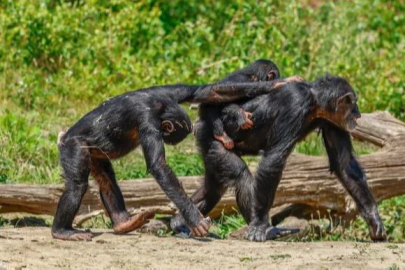 Kültürün gizli motoru: Genç şempanzeler yetişkinlerin aletlerini geliştiriyor