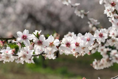 Baharın müjdesi: Son cemre toprağa düştü