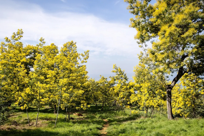 Baharın simgesi mimoza Adalar’da festivalle kutlanıyor