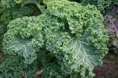 Dünyanın “süper gıda” olarak tanımladığı sebze neden Türkiye’de tüketilmiyor?