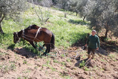 Dağlarda altın değerinde meslek: Atla çift sürenler aylık 180 bin TL kazanıyor