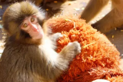 Punch’tan sevindiren haber: Artık arkadaşlarına da sarılıyor