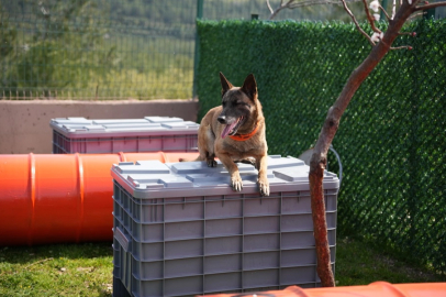 Arama kurtarma köpekleri afetlerin umut ışığı