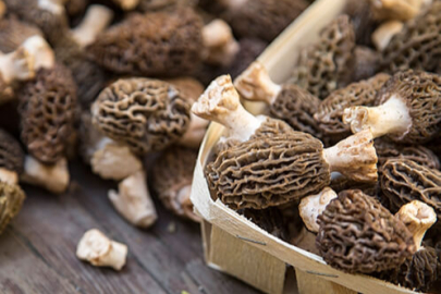 Altın gibi aranıyor! Dağ tepe kuzugöbeği peşindeler