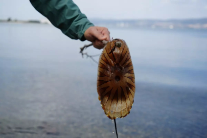 İzmit Körfezi’nde dikkat çeken tür: Uzmanlardan uyarı geldi