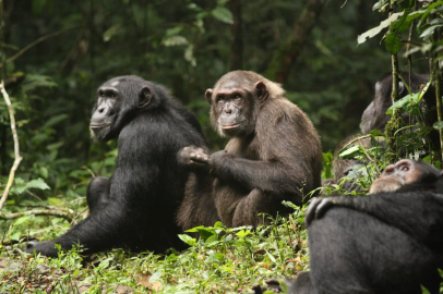 Afrika’da şempanzeler arasında “iç savaş”: Eski müttefikler birbirine girdi