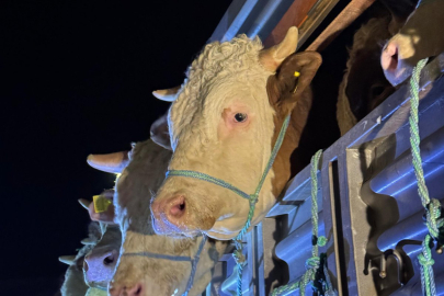 Balıkesir’de şap hastalığı iddiaları tartışma yarattı