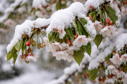 Bu sene de mi kiraz yok?