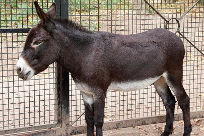 Bakanlık ifşa etti: Pide harcında at ve eşek eti çıktı