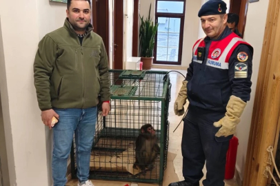 Yozgat bozkırında şaşırtan misafir: Köy yolunda 'Hint şebeği' bulundu