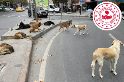 İçişleri Bakanı Çiftçi’den sokak hayvanları için net hedef: "Yılbaşına kadar hepsini toplatacağım"