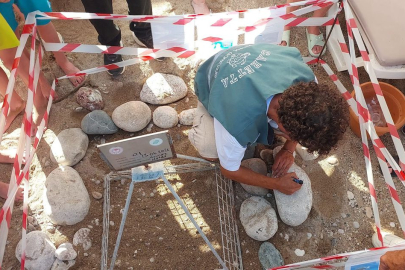 Kemer sahillerinde caretta yuvası sayısı 38'e ulaştı